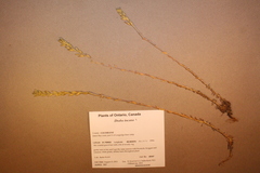 Draba incana