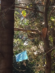 Passer domesticus