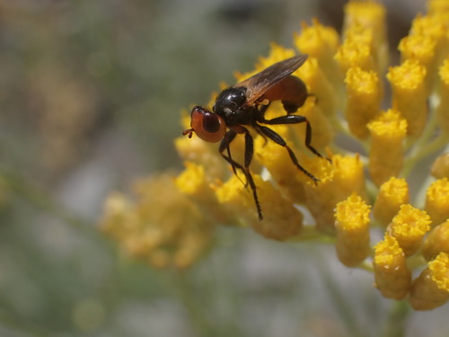 okankovité (Conopidae)