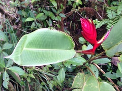 Heliconiaceae