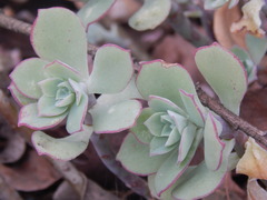 Sedum palmeri