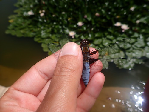 vážka ploská (Libellula depressa)