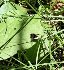 Ogcodocera leucoprocta