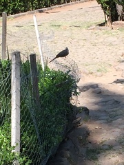 Columbina inca