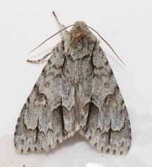Acronicta laetifica