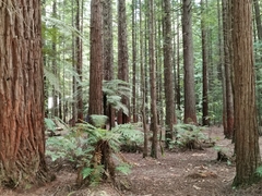Sequoia