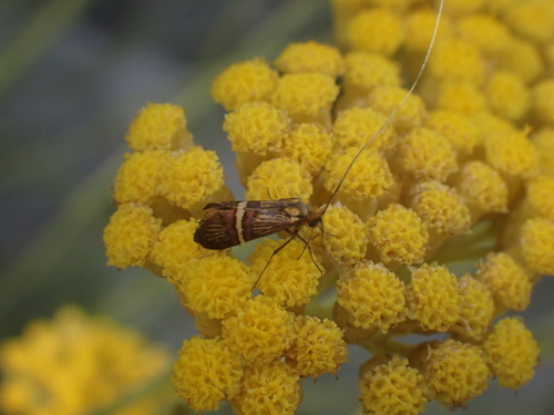 adéla ozdobná (Adela croesella)