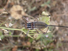 Ephippiger discoidalis