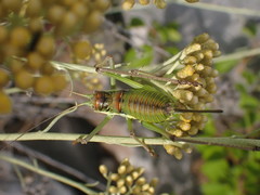Ephippiger discoidalis