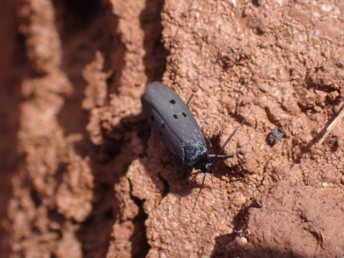 čiernomôľka (Ethmia)