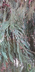 Calocedrus decurrens