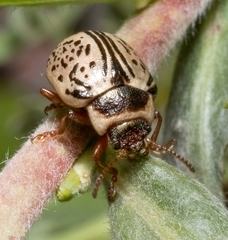 Calligrapha multipunctata