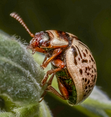Calligrapha multipunctata