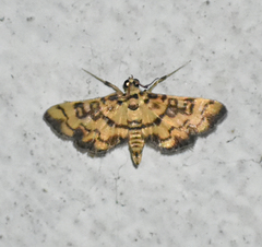 Glycythyma chrysorycta