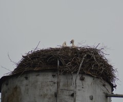 Ciconia ciconia