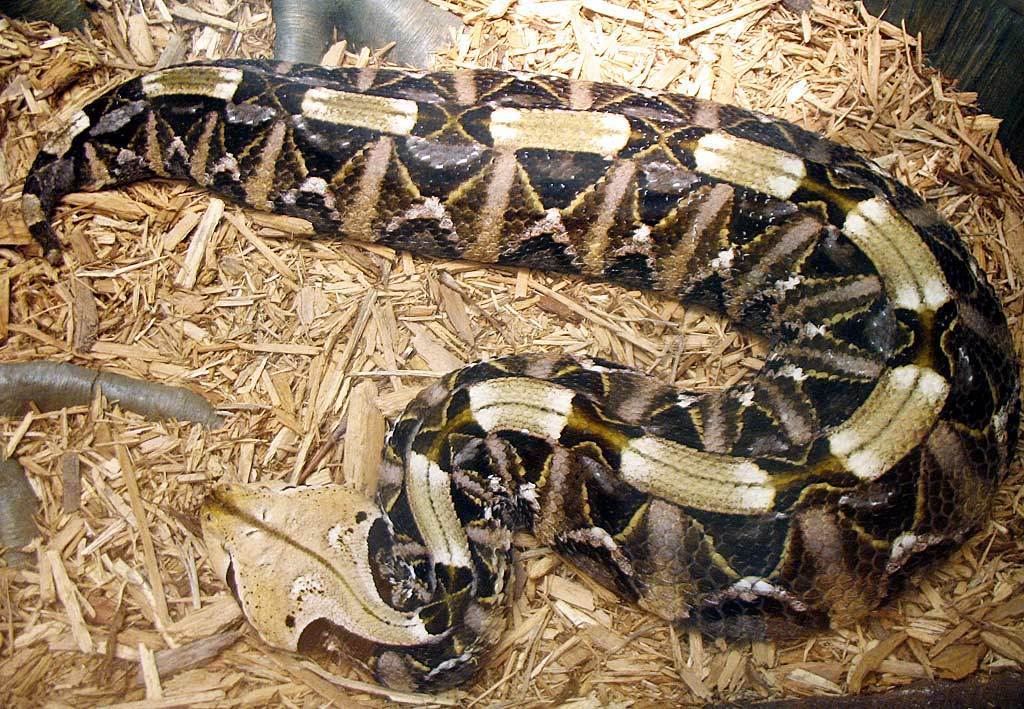 Gaboon Adder (Snakes of southern Africa) · iNaturalist