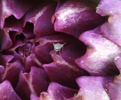 Terellia fuscicornis