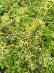 Ptilimnium