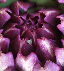 Terellia fuscicornis