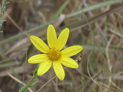Osteospermum imbricatum