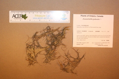 Zannichellia palustris