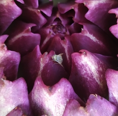 Terellia fuscicornis