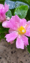 Pereskia grandifolia