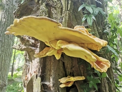 Laetiporus sulphureus
