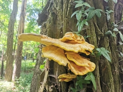 Laetiporus sulphureus