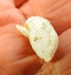 Naroma varipes