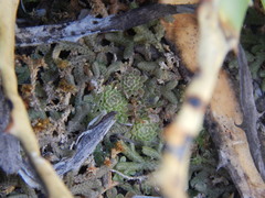 Pinguicula debbertiana