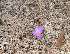 Crocus vernus