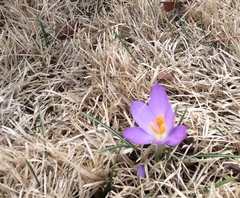 Crocus vernus