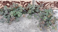 Oxalis corniculata repens
