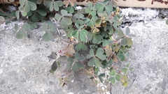 Oxalis corniculata repens
