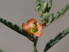 Macrotera latior