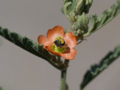 Macrotera latior