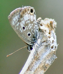 Cyclargus thomasi bethunebakeri