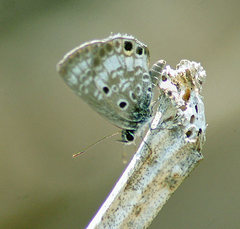 Cyclargus thomasi bethunebakeri