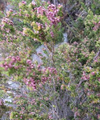 Erica hispiduloides