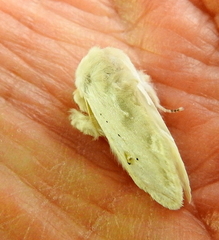 Naroma varipes