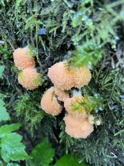Tubifera montana