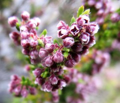 Erica hispiduloides