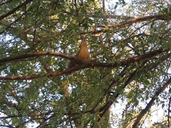 Sciurus niger limitis