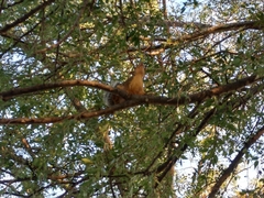 Sciurus niger limitis