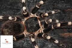 Acanthoscurria geniculata