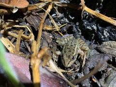 Lithobates montezumae