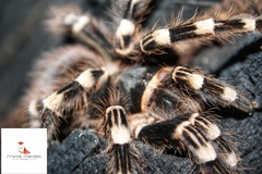 Acanthoscurria geniculata