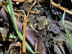 Lithobates montezumae