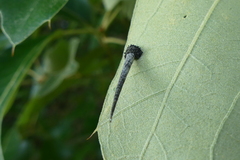Homaledra octagonella
